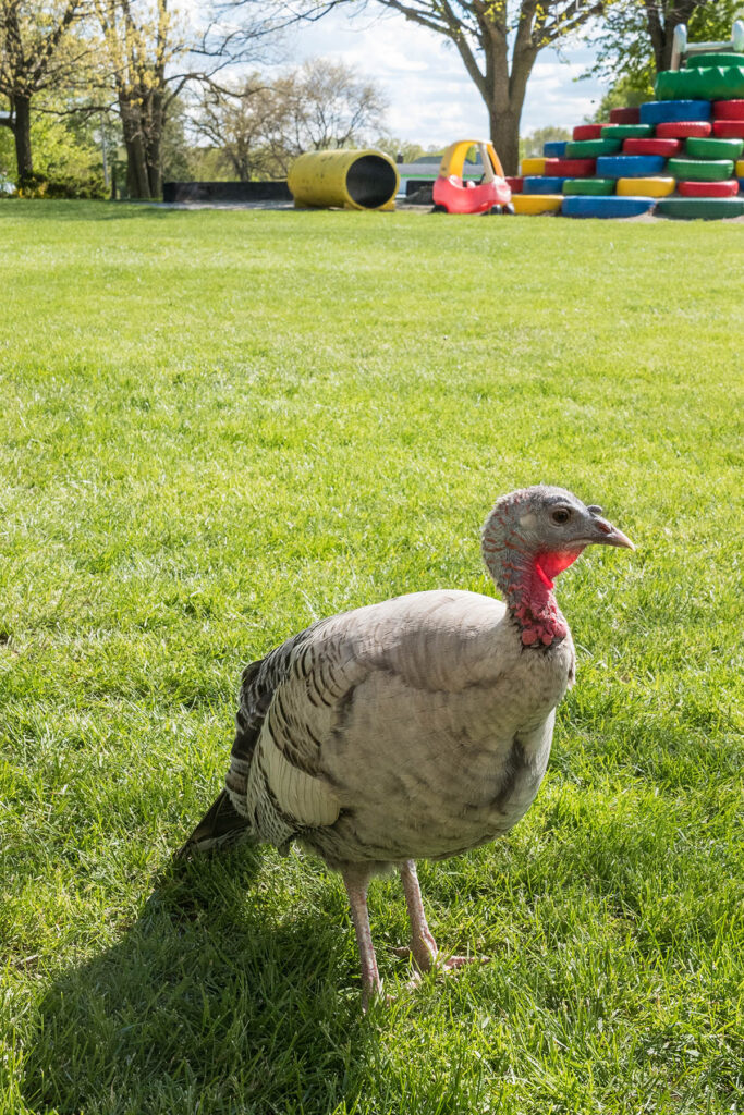 Green Meadows Petting Farm