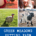 Green Meadows Petting Farm