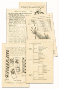 Elementary Botany Textbook Pages