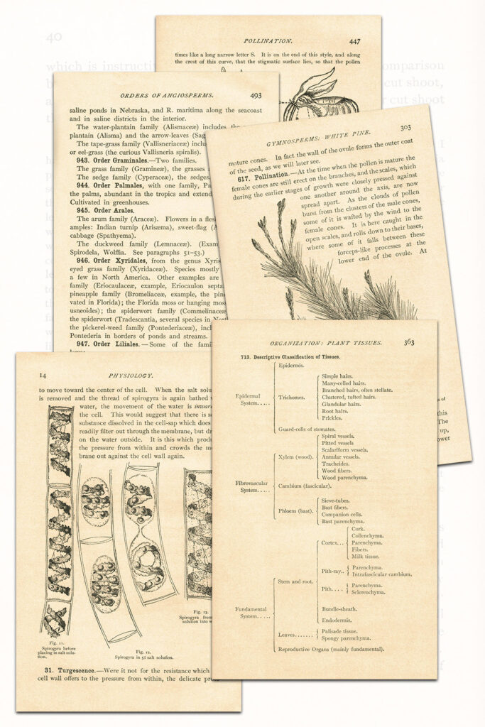 Elementary Botany Textbook Pages