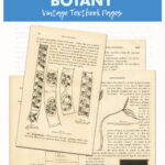 24 Free Printable Elementary Botany Vintage Textbook Pages