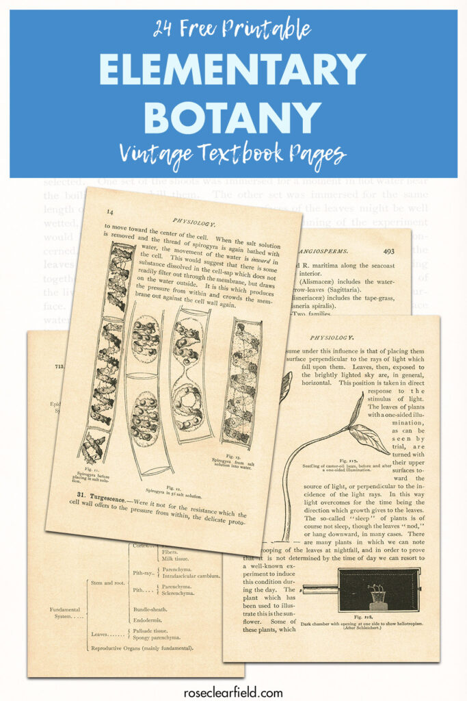 24 Free Printable Elementary Botany Vintage Textbook Pages