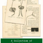 A Collection of Free Printable Elementary Botany Vintage Book Pages