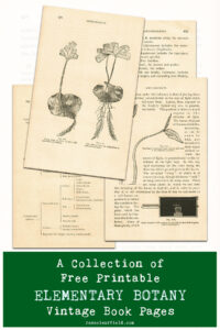 A Collection of Free Printable Elementary Botany Vintage Book Pages