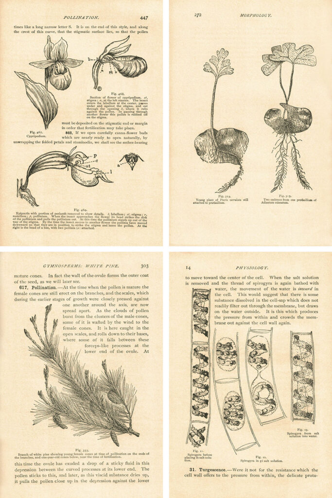 Elementary Botany Illustrated Pages