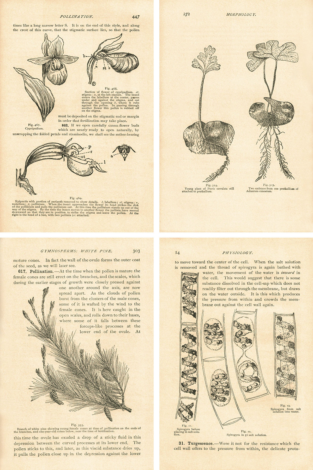 botany illustrated download