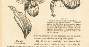 Elementary Botany Illustration