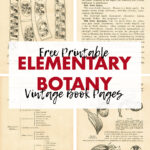 Free Printable Elementary Botany Vintage Book Pages