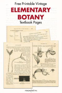 Free Printable Vintage Elementary Botany Textbook Pages