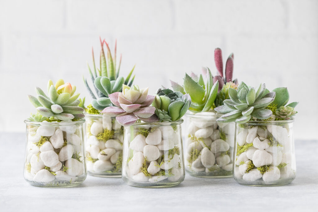 Upcycled Oui Yogurt Jar Faux Succulents