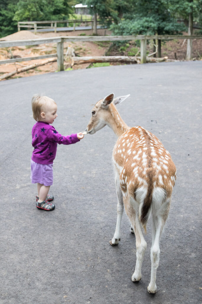 Olivia Feeding the Deer