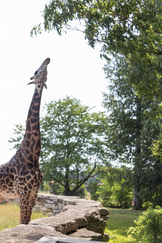 Timbavati Wildlife Park