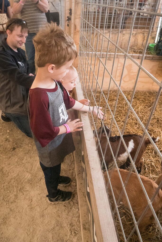 Baby Animals at Jerry's