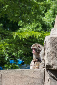Japanese Macaque