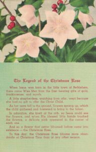 Vintage Postcard Christmas Legend of the Christmas Rose