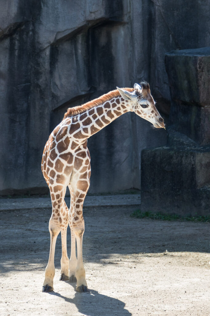 Baby Giraffe