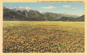 Vintage Postcard California State Flower Poppies