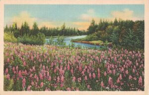 Vintage Postcard Field of Pink Flowers