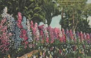 Vintage Postcard Florida Orlando Eola Park Sweet Peas Hedge