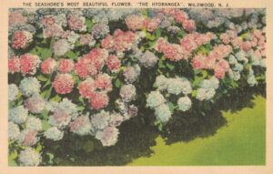 Vintage Postcard New Jersey Wildwood The Seashore's Most Beautiful Flower, the Hydrangea