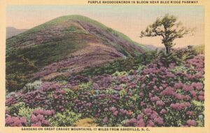 Vintage Postcard North Carolina Purple Rhododendron in Bloom Near Blue Ridge Parkway