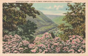 Vintage Postcard Pennsylvania Mountain Laurel State Flower