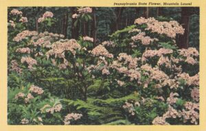 Vintage Postcard Pennsylvania State Flower Mountain Laurel