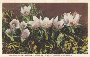 Vintage Postcard The Anemone The First Flower of Spring The State Flower of South Dakota