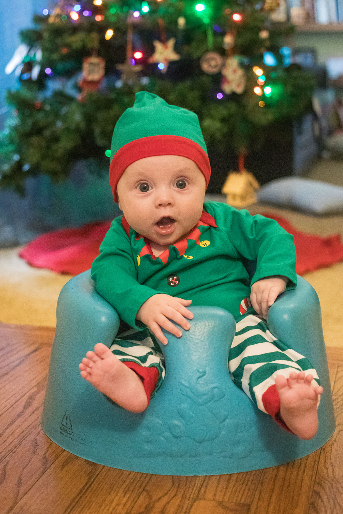 Annie elf best rose clearfield