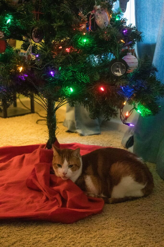 Hobbes Under the Christmas Tree