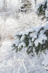 In the Snow Mid January 2024