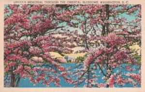 Vintage Postcard Washington D.C. Lincoln Memorial Through the Cherry Blossoms (2) Preview