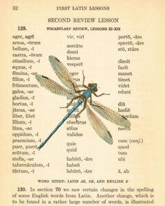 First Latin Lessons Dragonfly 8x10 Preview