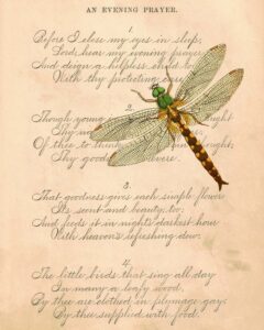 McGuffey's Third Eclectic Reader Dragonfly 8x10 Preview