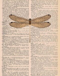 Vintage Dictionary R Page Dragonfly 8x10 Preview