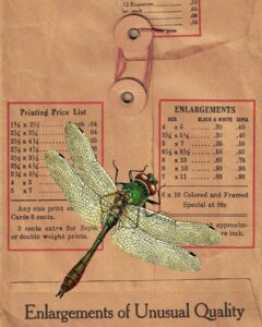 Vintage Film Photography Envelope Dragonfly 8x10 Preview