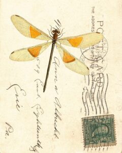 Vintage Postcard Back Dragonfly 8x10 Preview