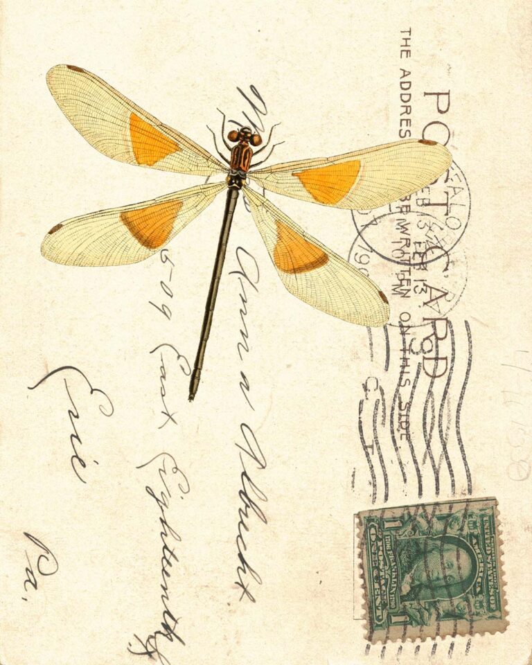 Free Printable Vintage Dragonfly Wall Art • Rose Clearfield