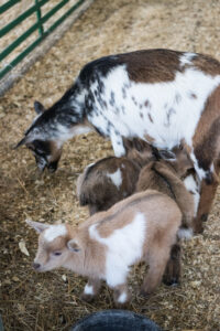 Baby Goats Green Meadows