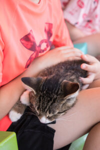 Tommy Bear Den Kitten