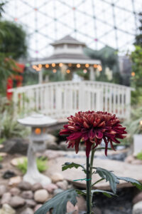 Fall Domes Show 2024