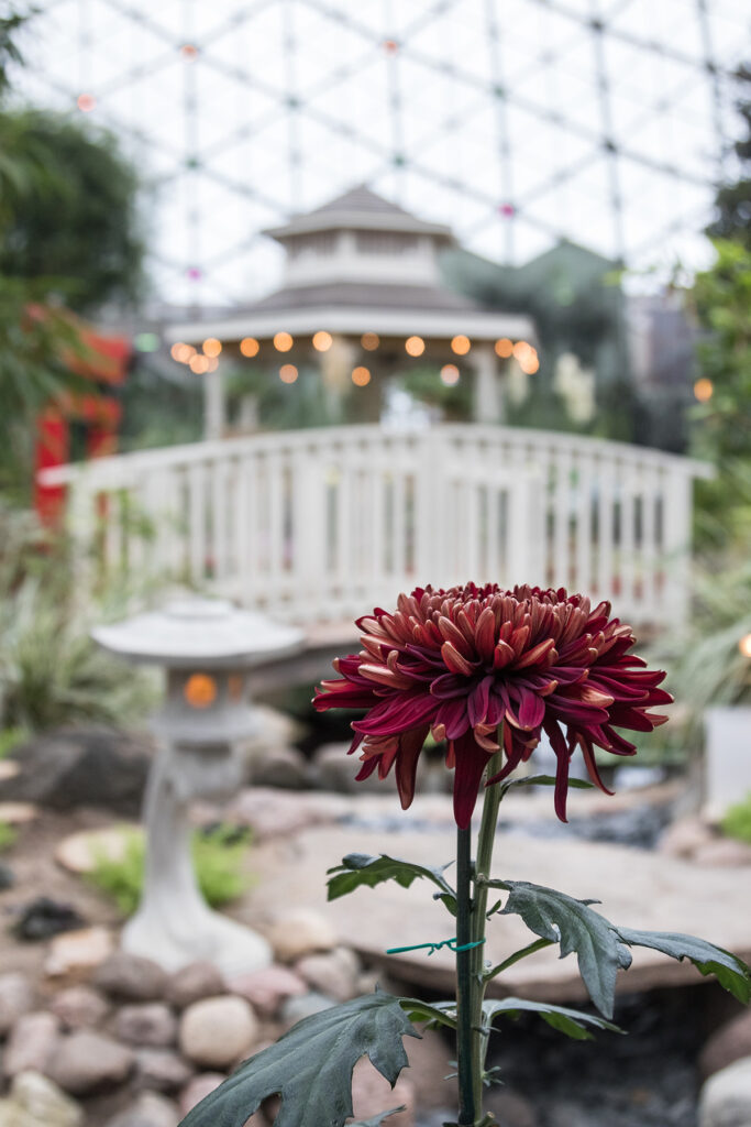 Fall Domes Show 2024