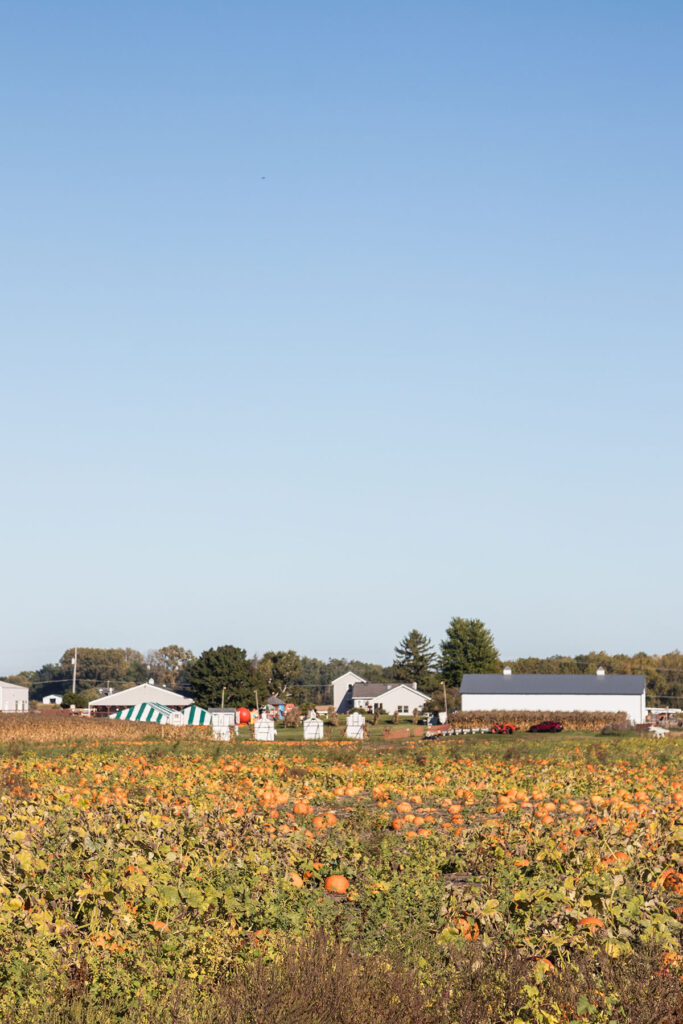 Swan's Pumpkin Farm